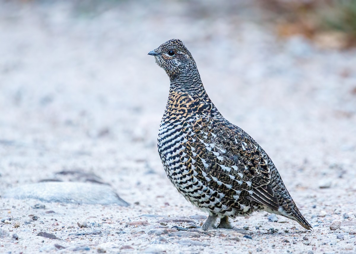 Spruce Grouse - Marc Boisvert