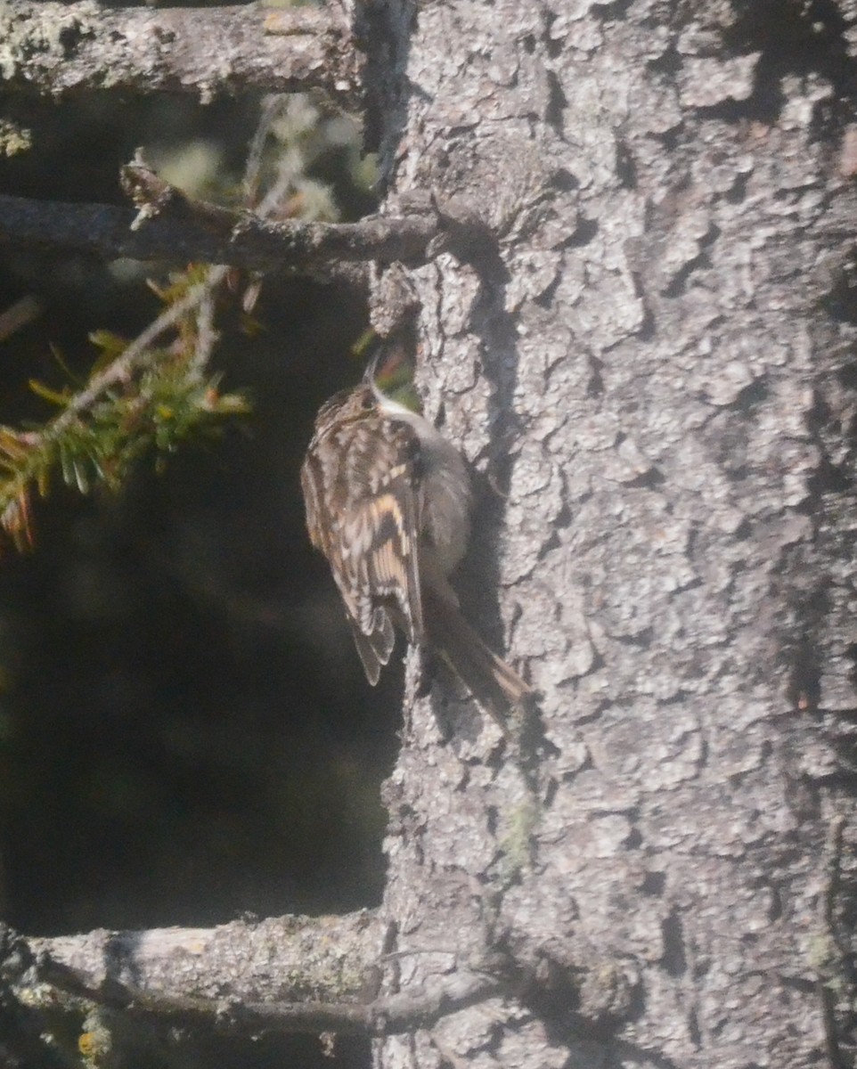 Brown Creeper - ML273223171