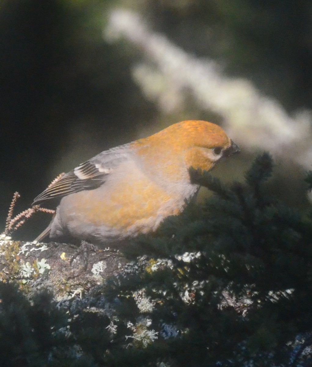 Pine Grosbeak - ML273223271