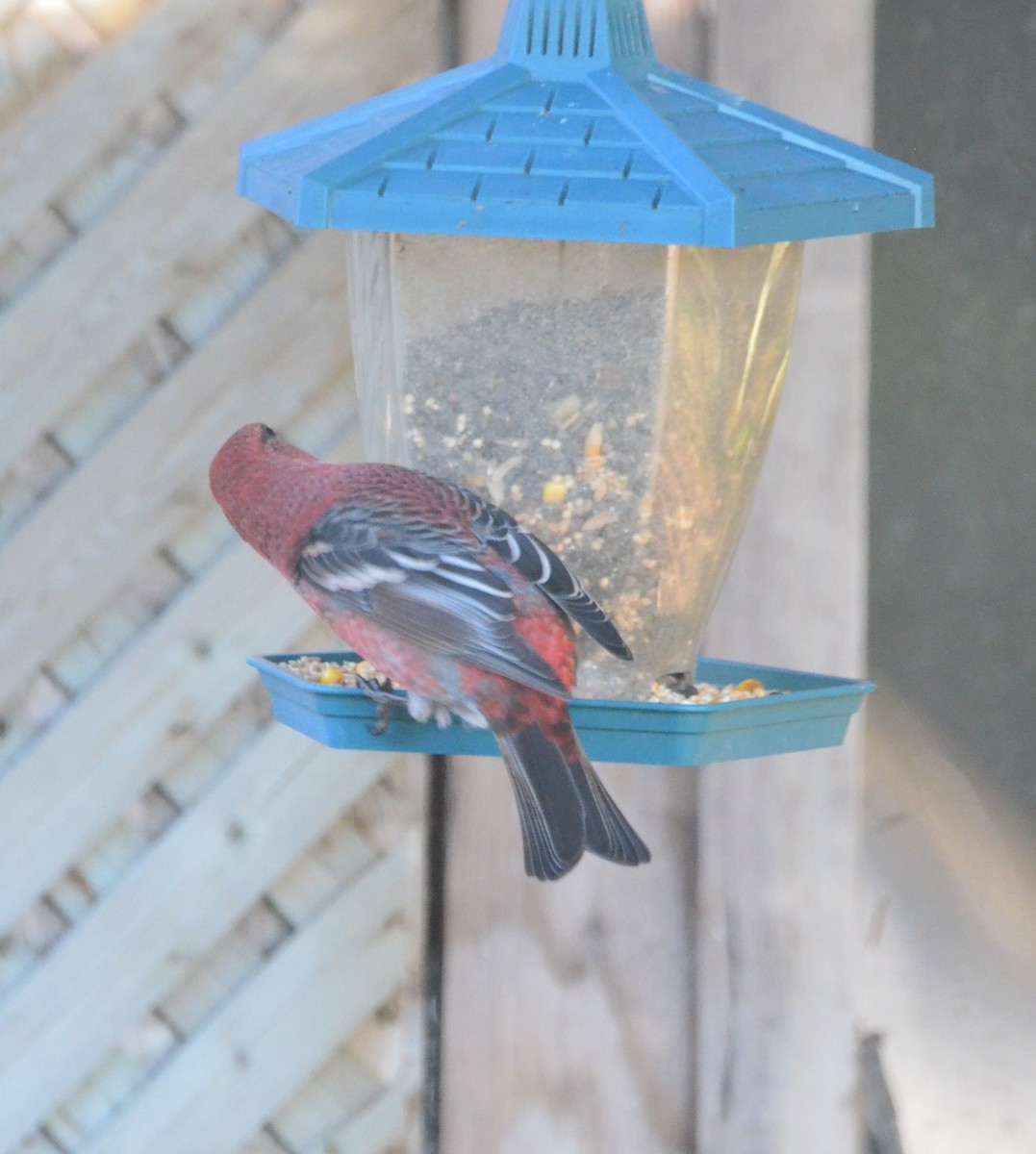 Pine Grosbeak - ML273223361