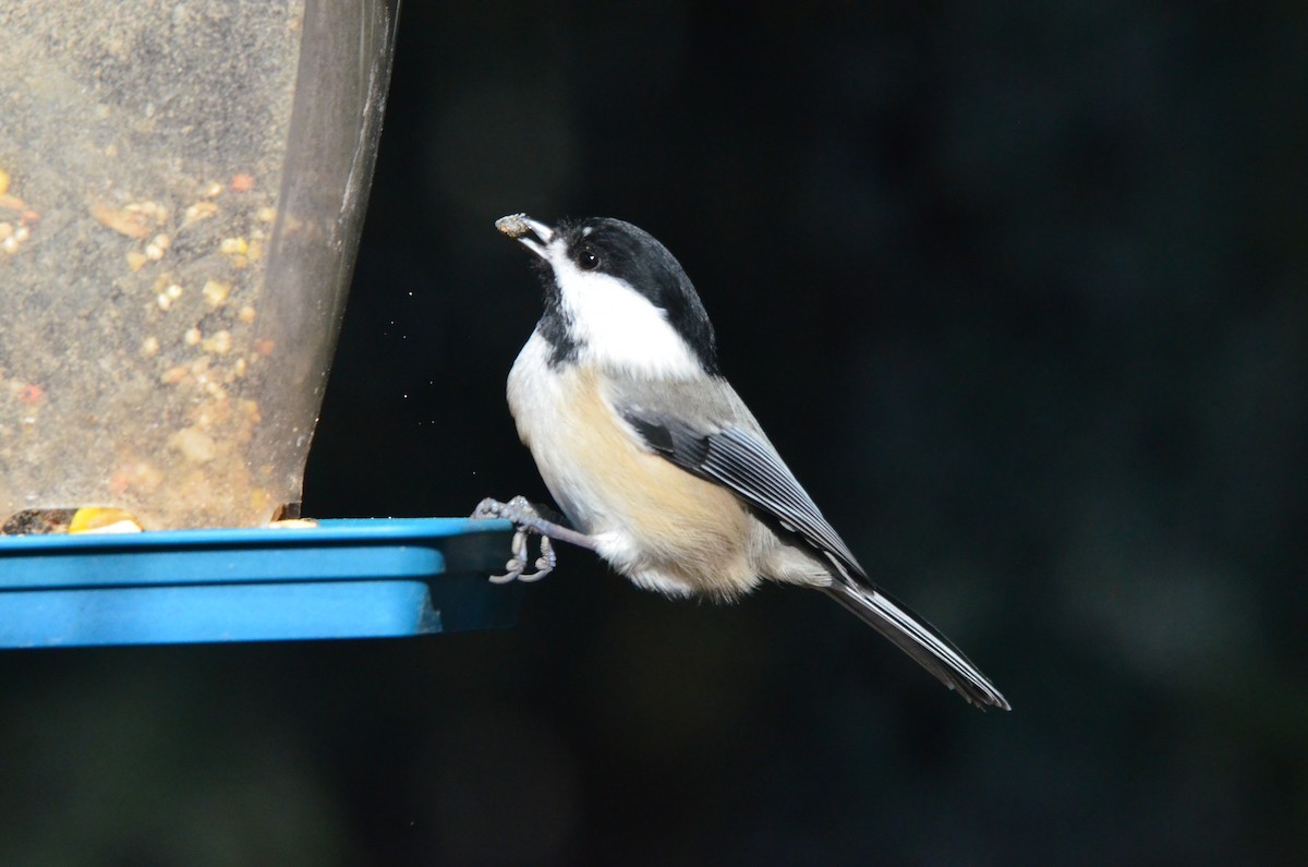 Black-capped Chickadee - ML273223621