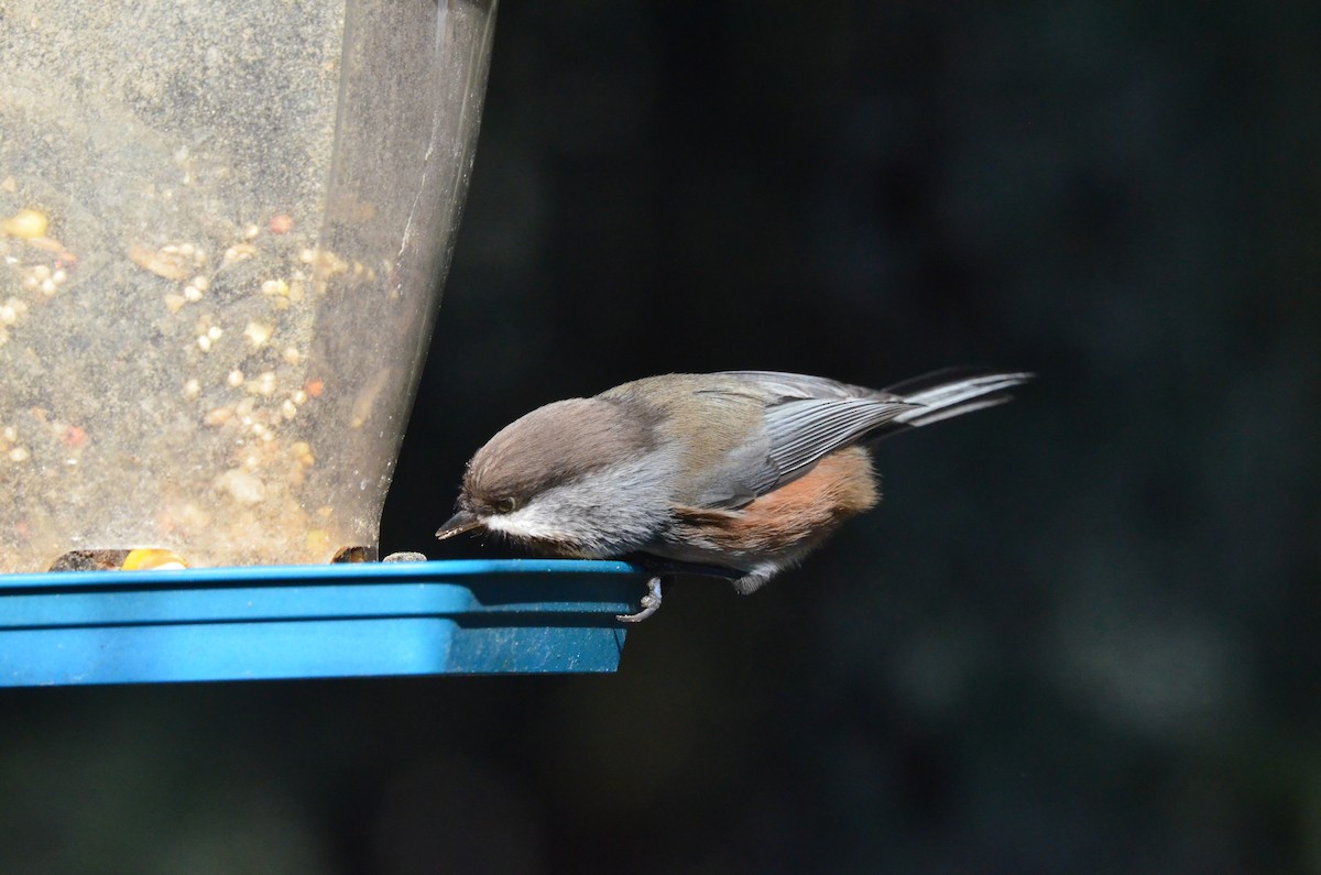 Boreal Chickadee - ML273223651