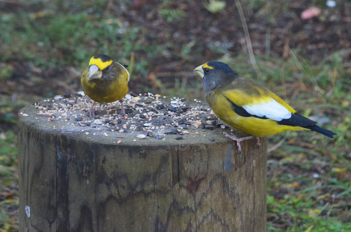 Evening Grosbeak - ML273223761