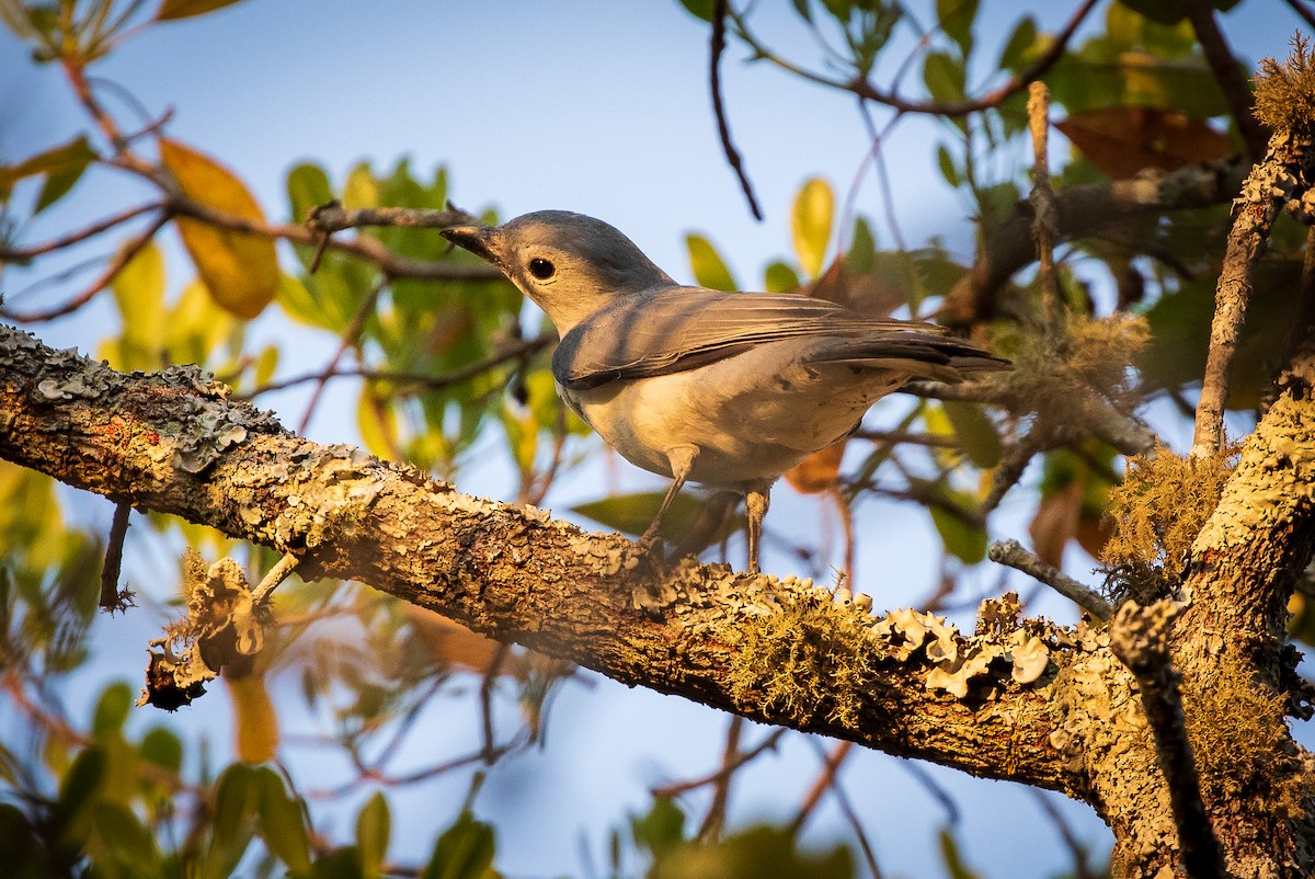 White-breasted Cuckooshrike - ML273224411