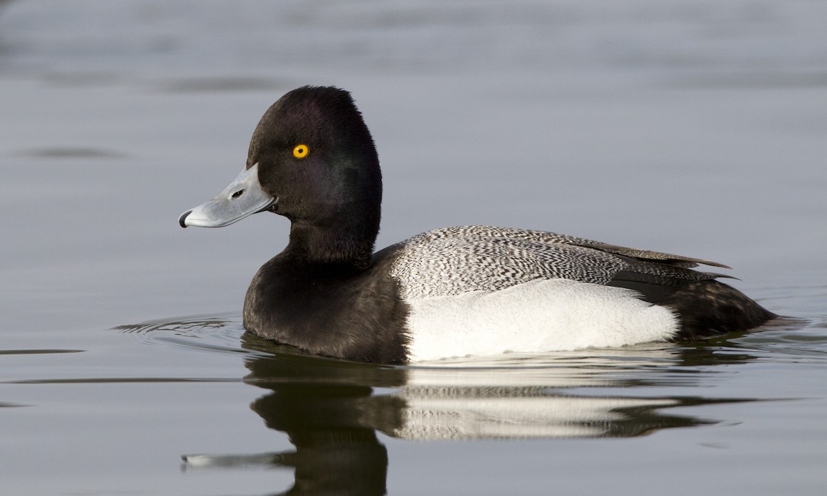 Lesser Scaup - ML27322491