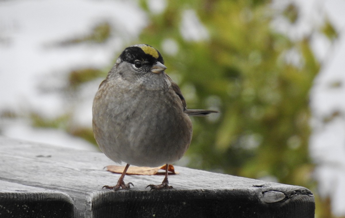 Golden-crowned Sparrow - Weston Barker