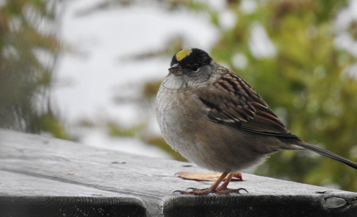 Golden-crowned Sparrow - Weston Barker