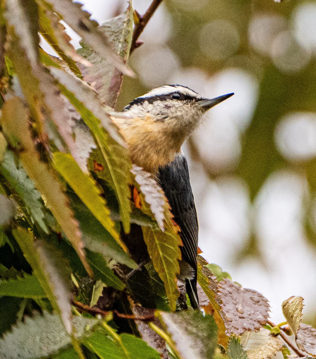 Red-breasted Nuthatch - ML273229101