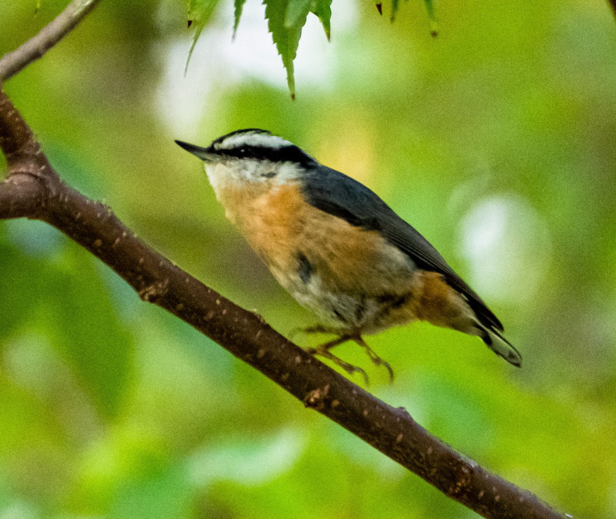 Red-breasted Nuthatch - ML273229111