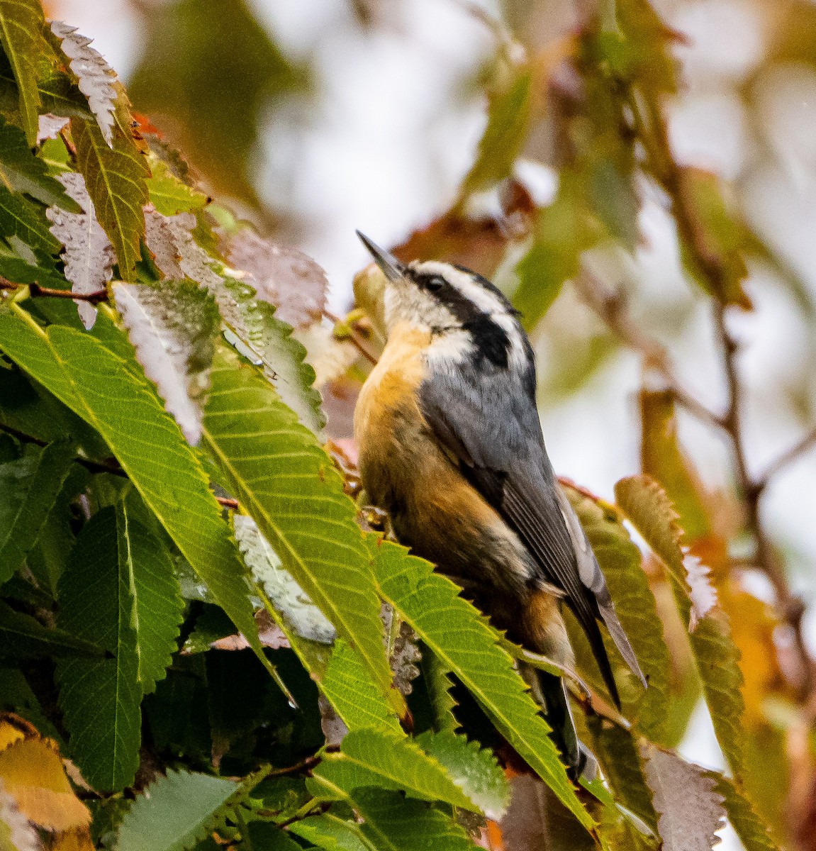 Red-breasted Nuthatch - ML273229161