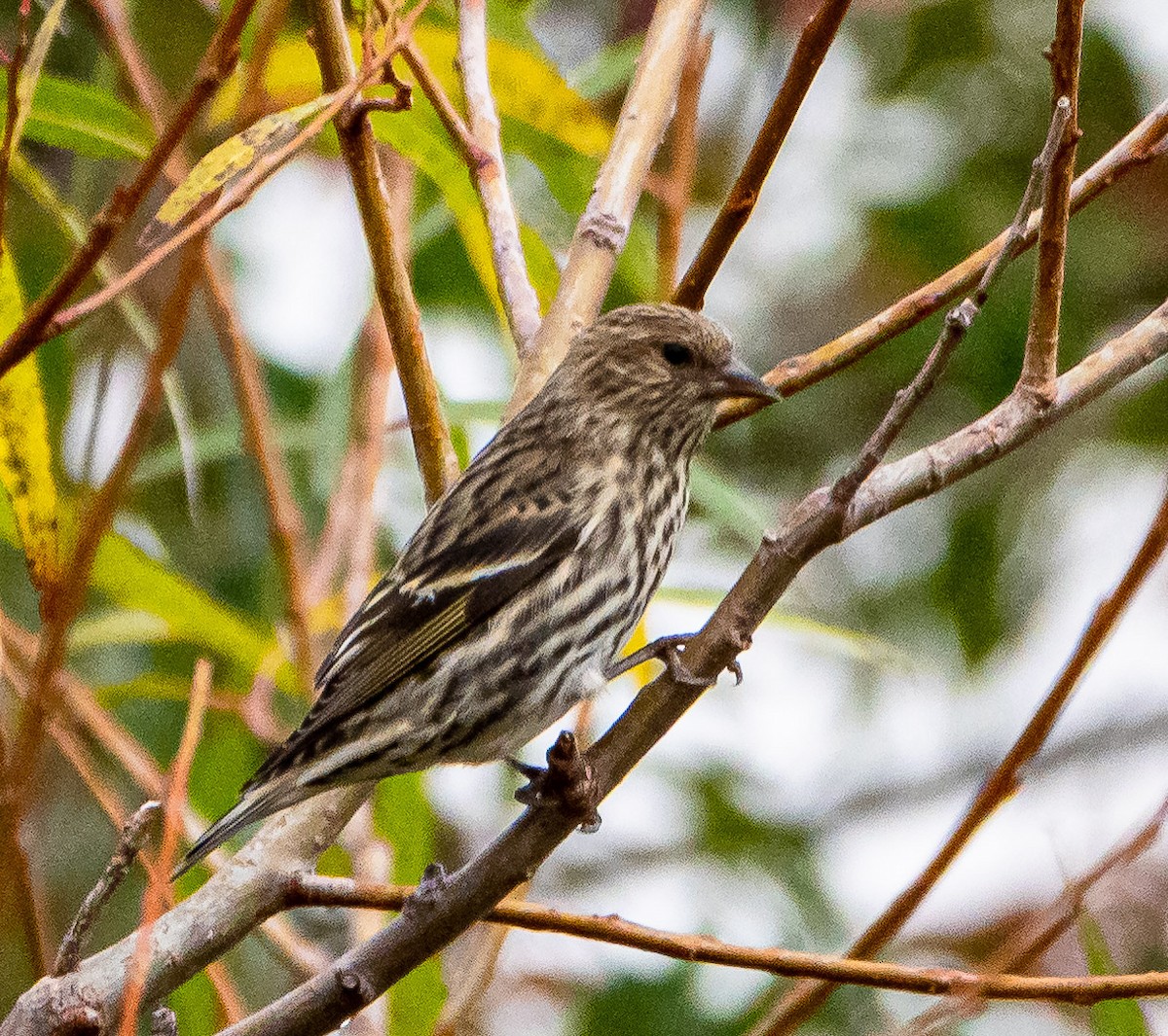 Pine Siskin - ML273229251