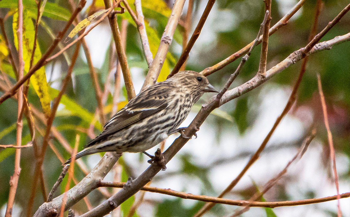 Pine Siskin - ML273229261