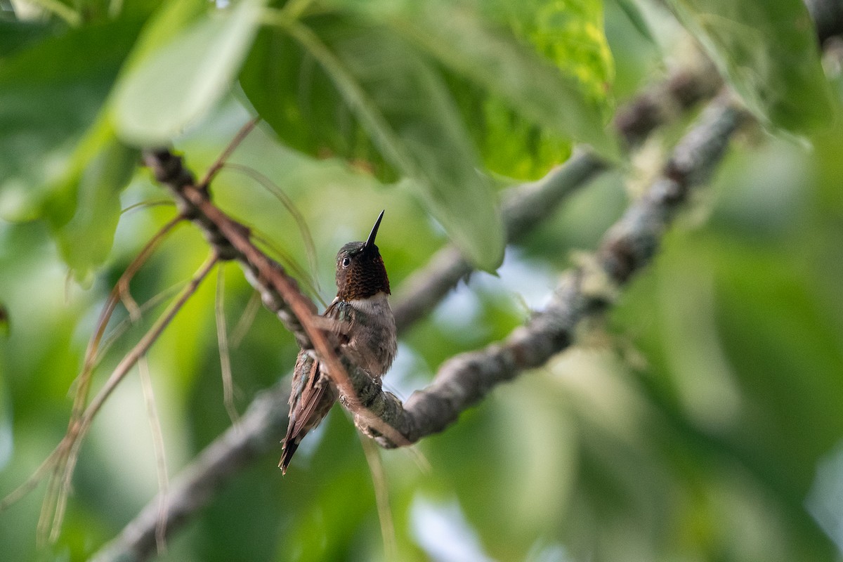 Ruby-throated Hummingbird - ML273230381