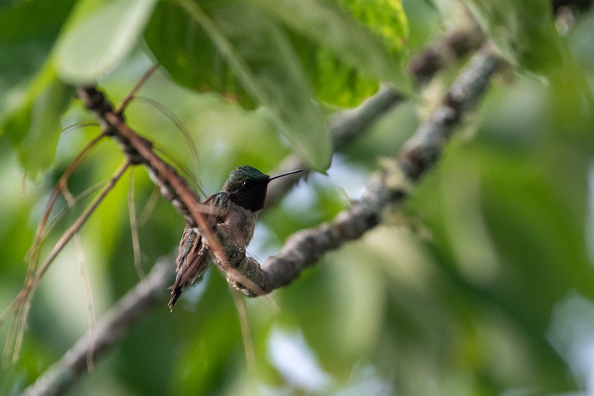 Ruby-throated Hummingbird - ML273230401
