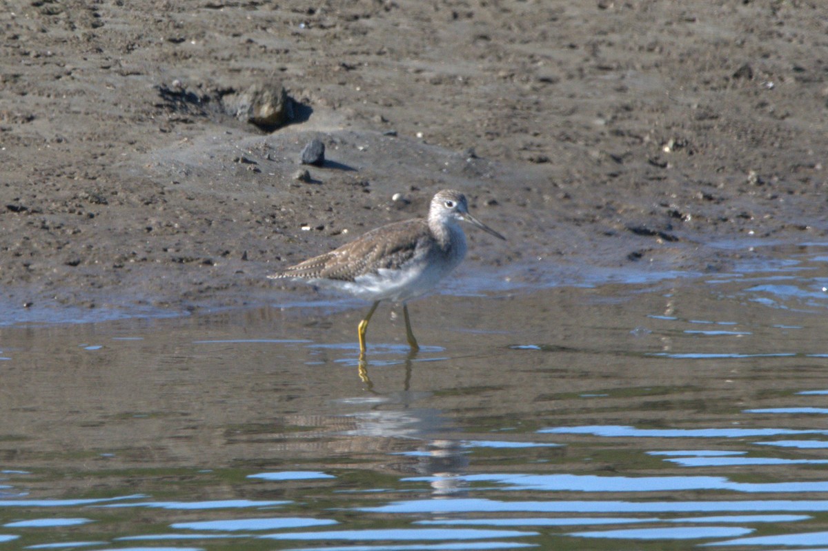 Lesser Yellowlegs - ML273230851