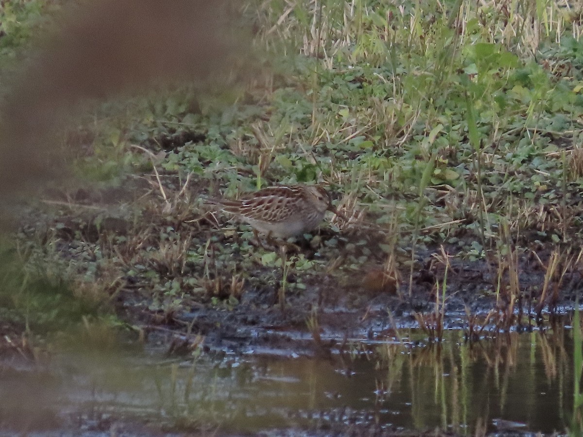 Pectoral Sandpiper - David Campbell