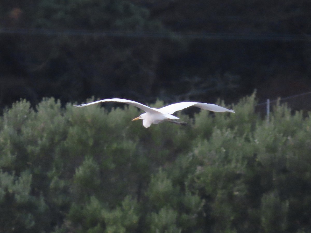 Great Egret - ML273231621