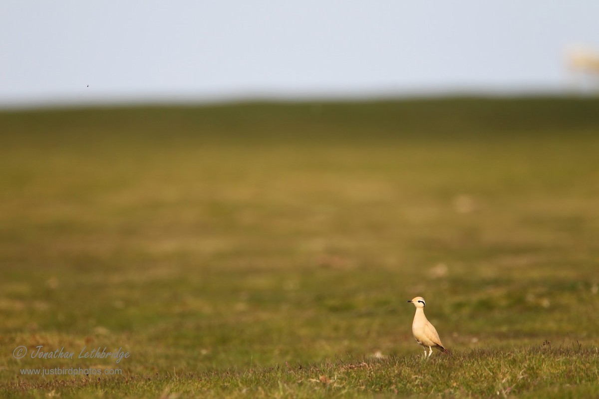 Cream-colored Courser - ML273232371