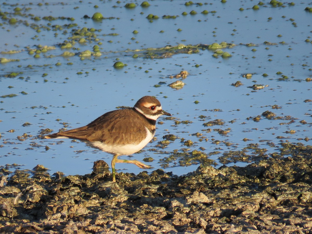 Killdeer - Karen Vandzura