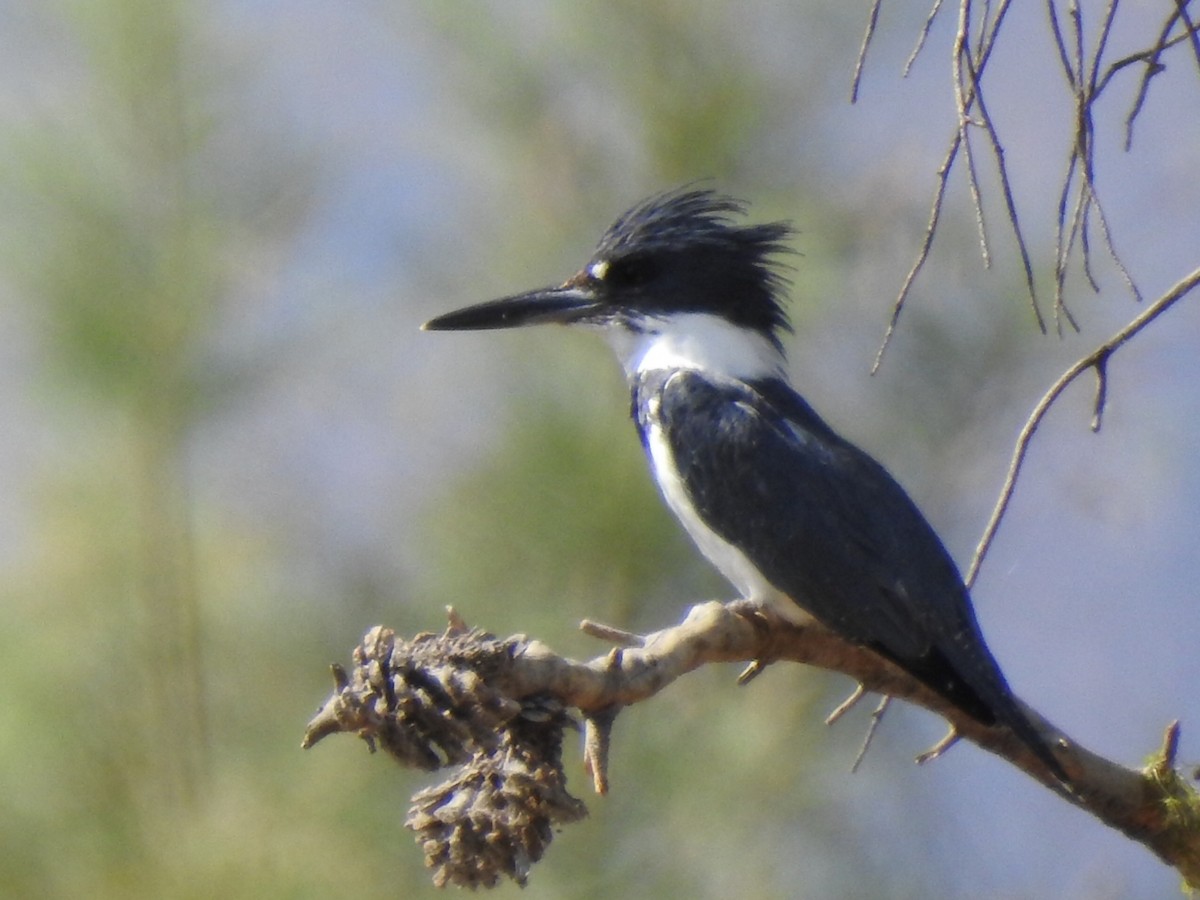 Belted Kingfisher - ML273238241