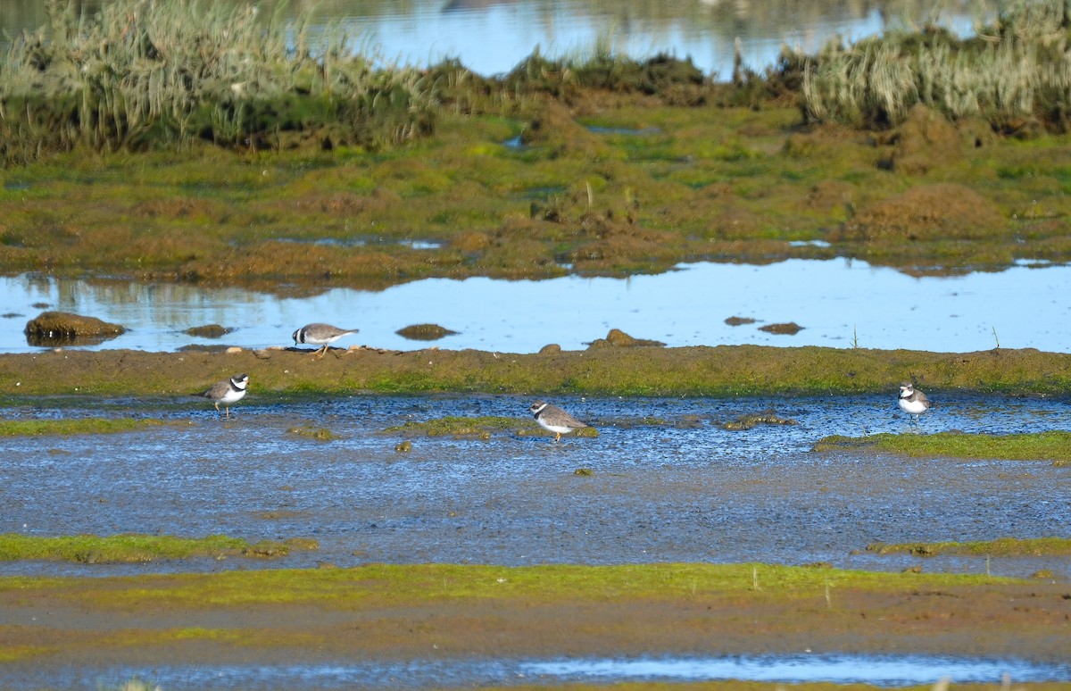 Semipalmated Plover - ML273238271