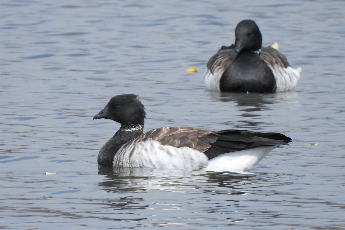 Brant - ML273238311