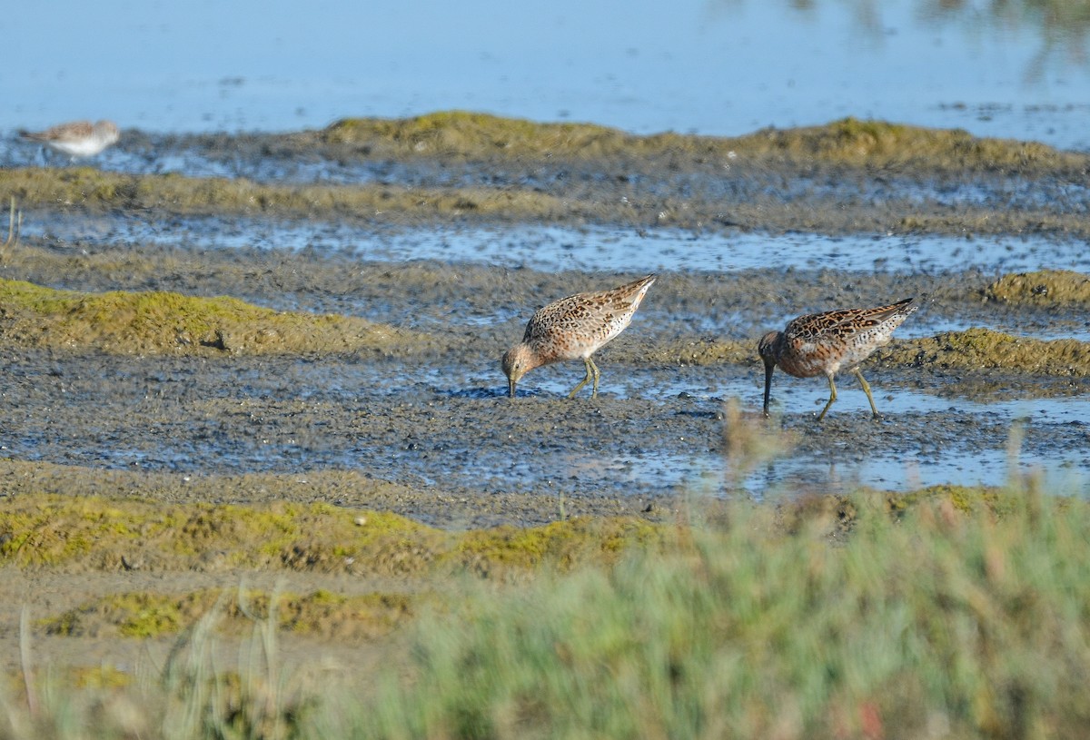 Short-billed Dowitcher - ML273238611