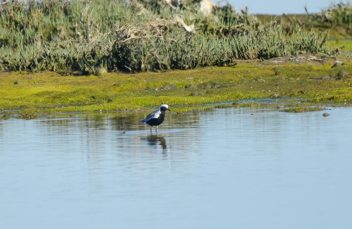 Black-bellied Plover - ML273239081