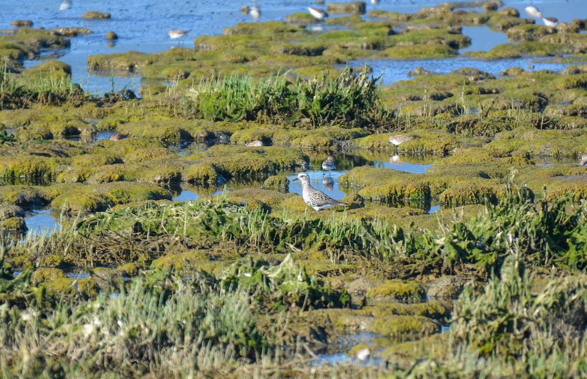 Black-bellied Plover - ML273239221