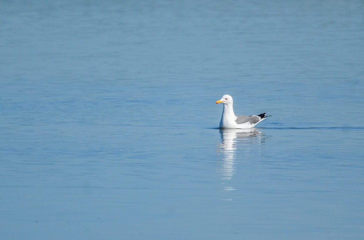 California Gull - ML273239271