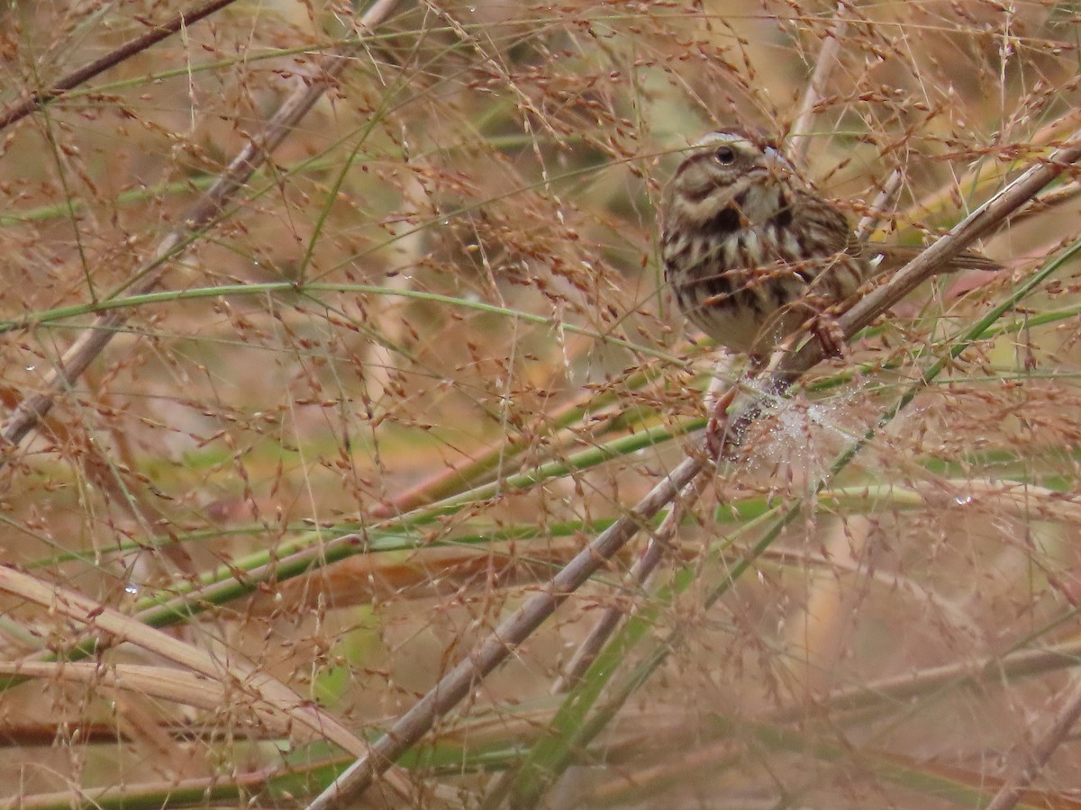 Song Sparrow - Darrell Peterson