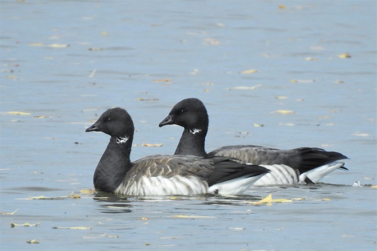 Brant - ML273241511