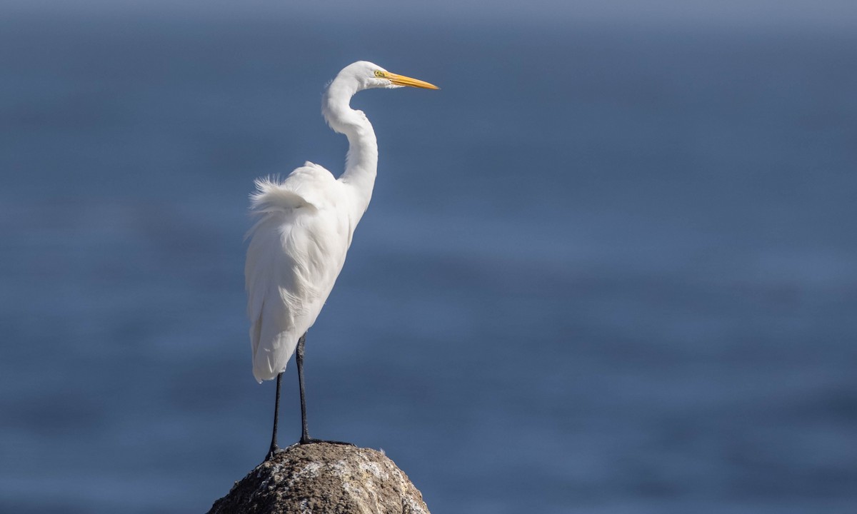 Great Egret - Paul Fenwick