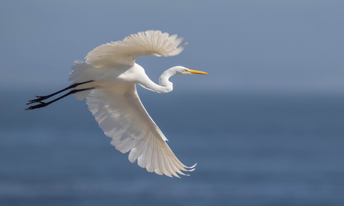 Great Egret - Paul Fenwick