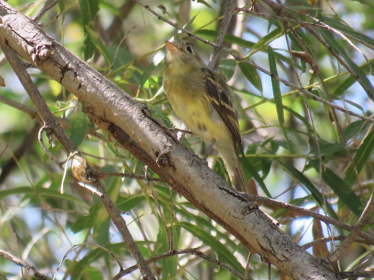 Western Flycatcher (Pacific-slope) - ML273242441