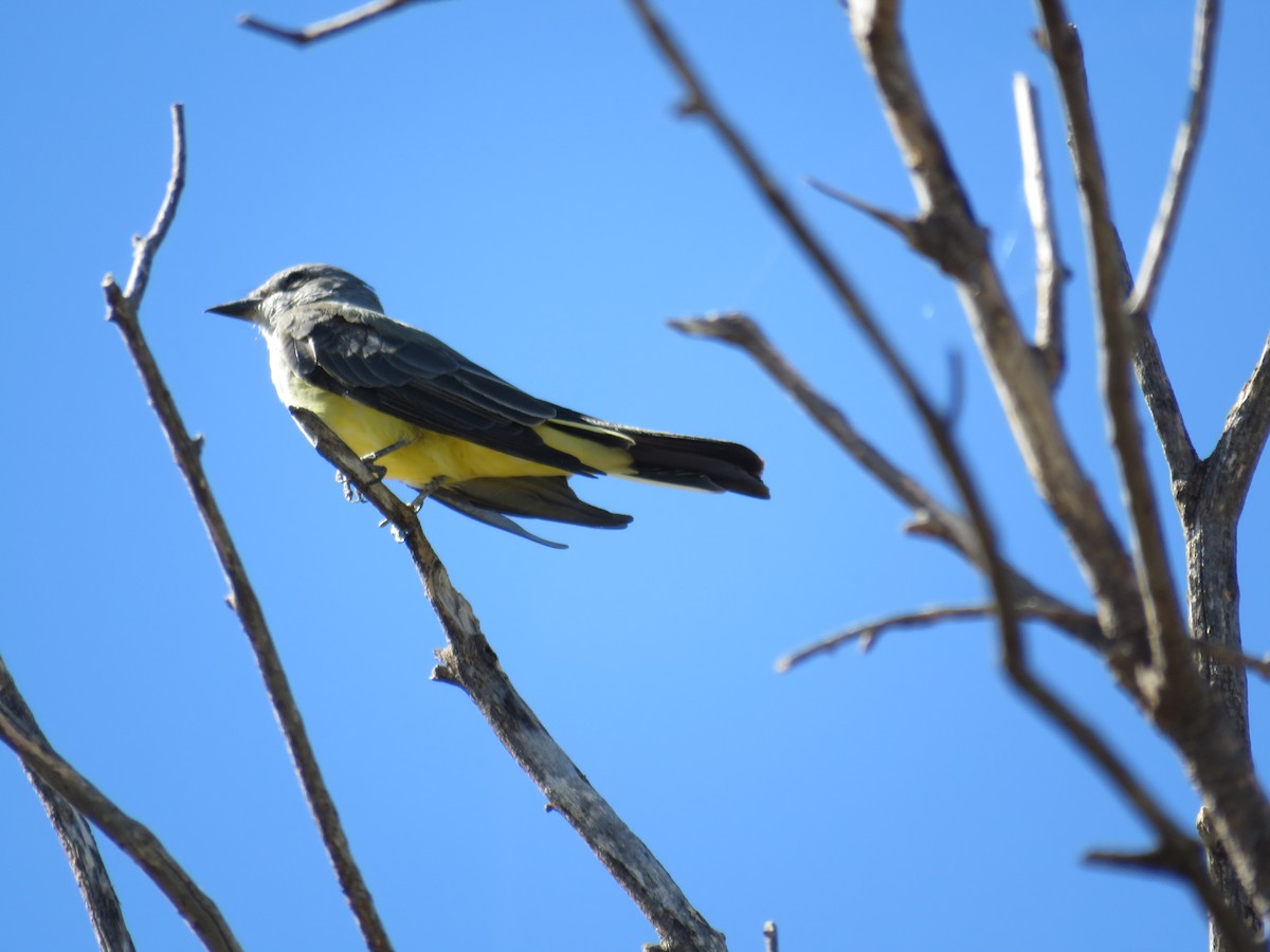 Western Kingbird - ML273242471