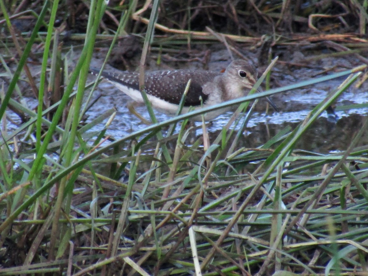 Solitary Sandpiper - ML273244581