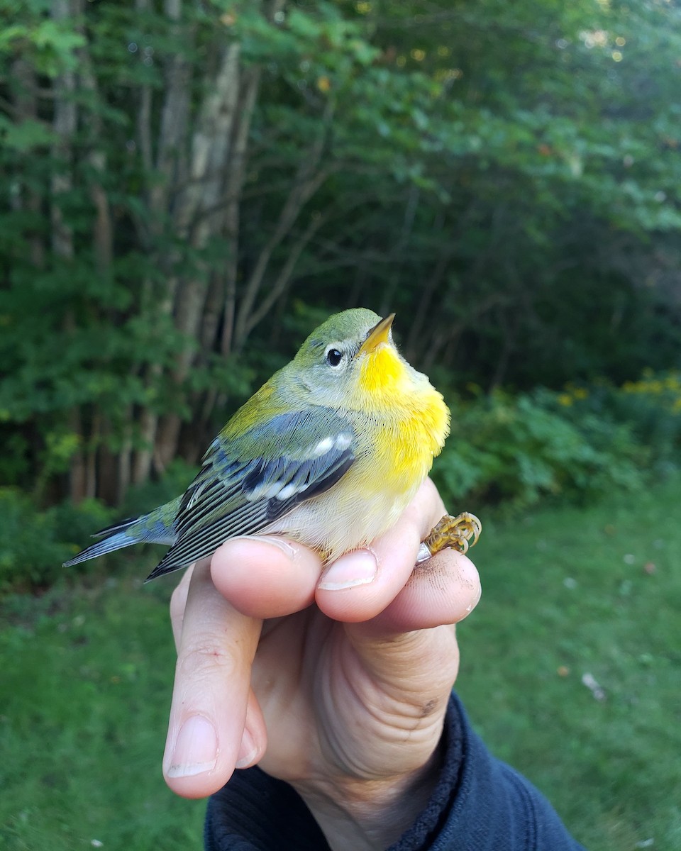 Northern Parula - ML273244741