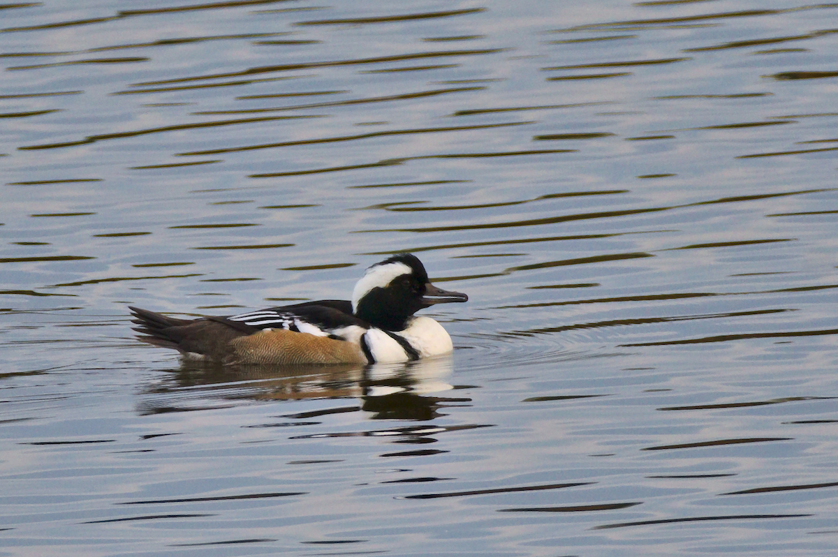 Smew x Hooded Merganser (hybrid) - Michael Zieger