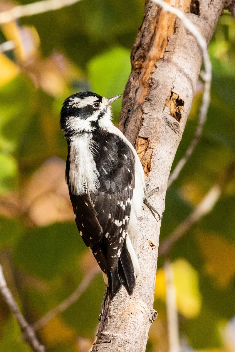 Downy Woodpecker - Bob Friedrichs