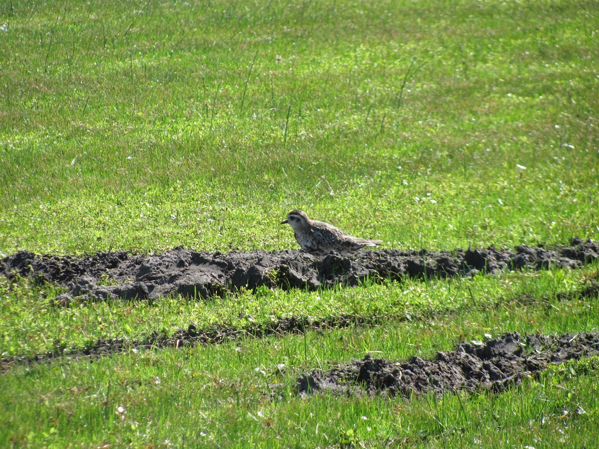 American Golden-Plover - ML273249781