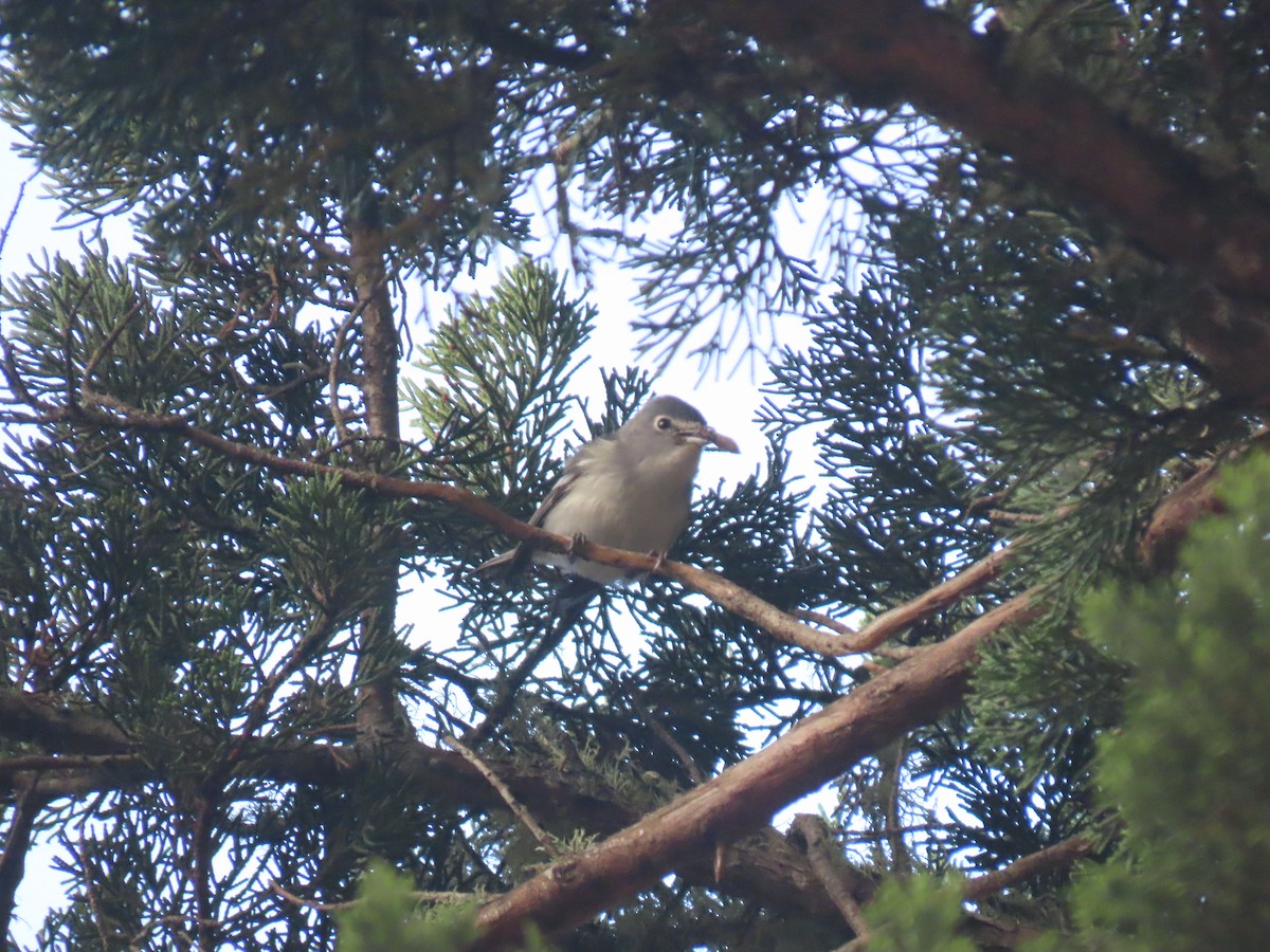 Plumbeous Vireo - ML273249931