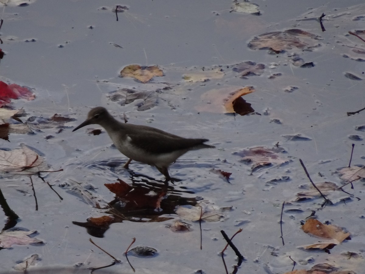 Spotted Sandpiper - Barbara Ritzheimer