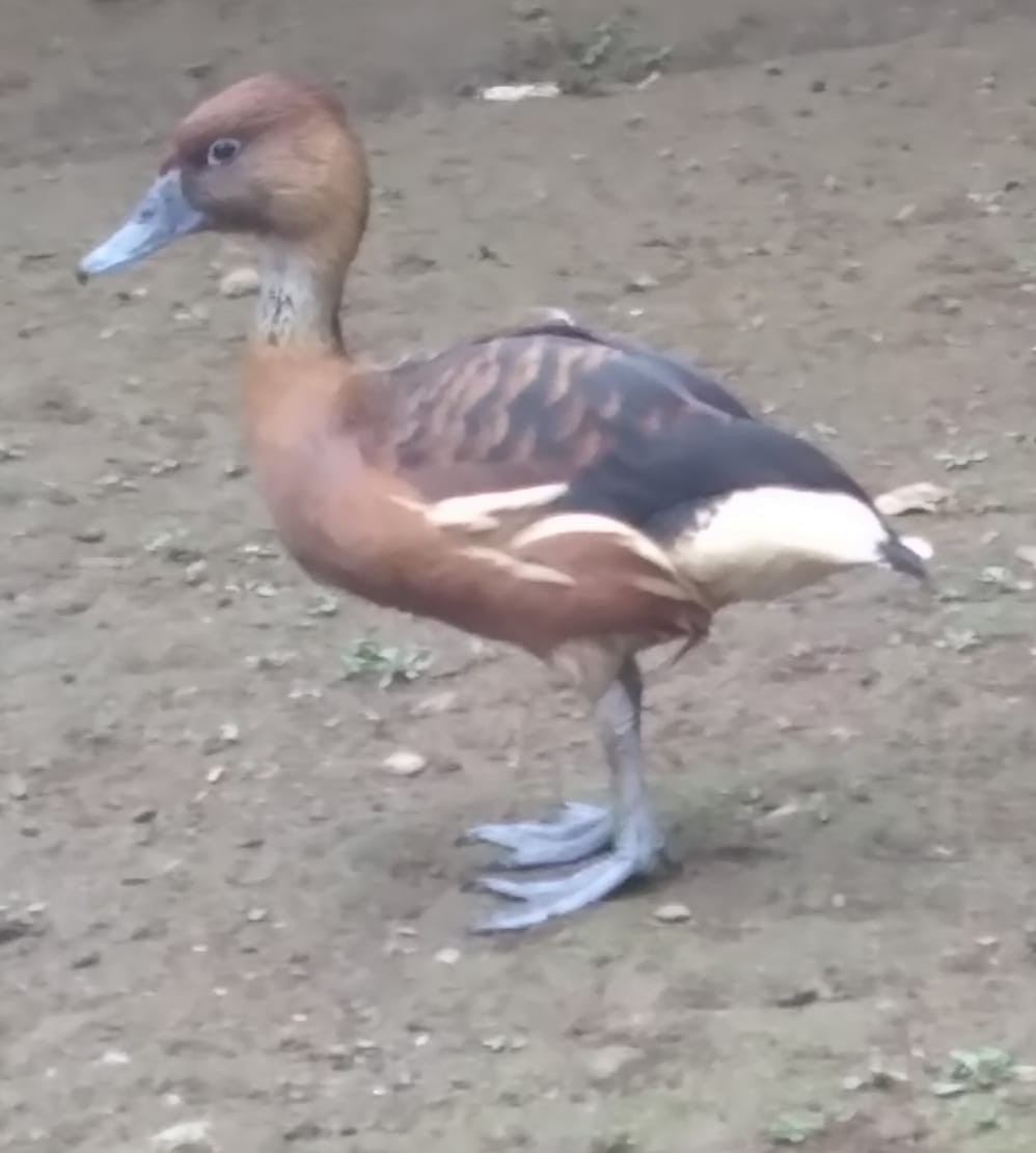 Fulvous Whistling-Duck - ML273250881