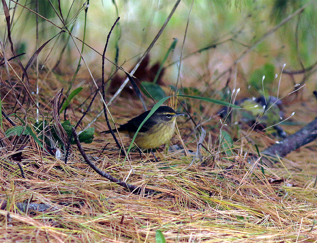 Palm Warbler (Western) - ML273252661