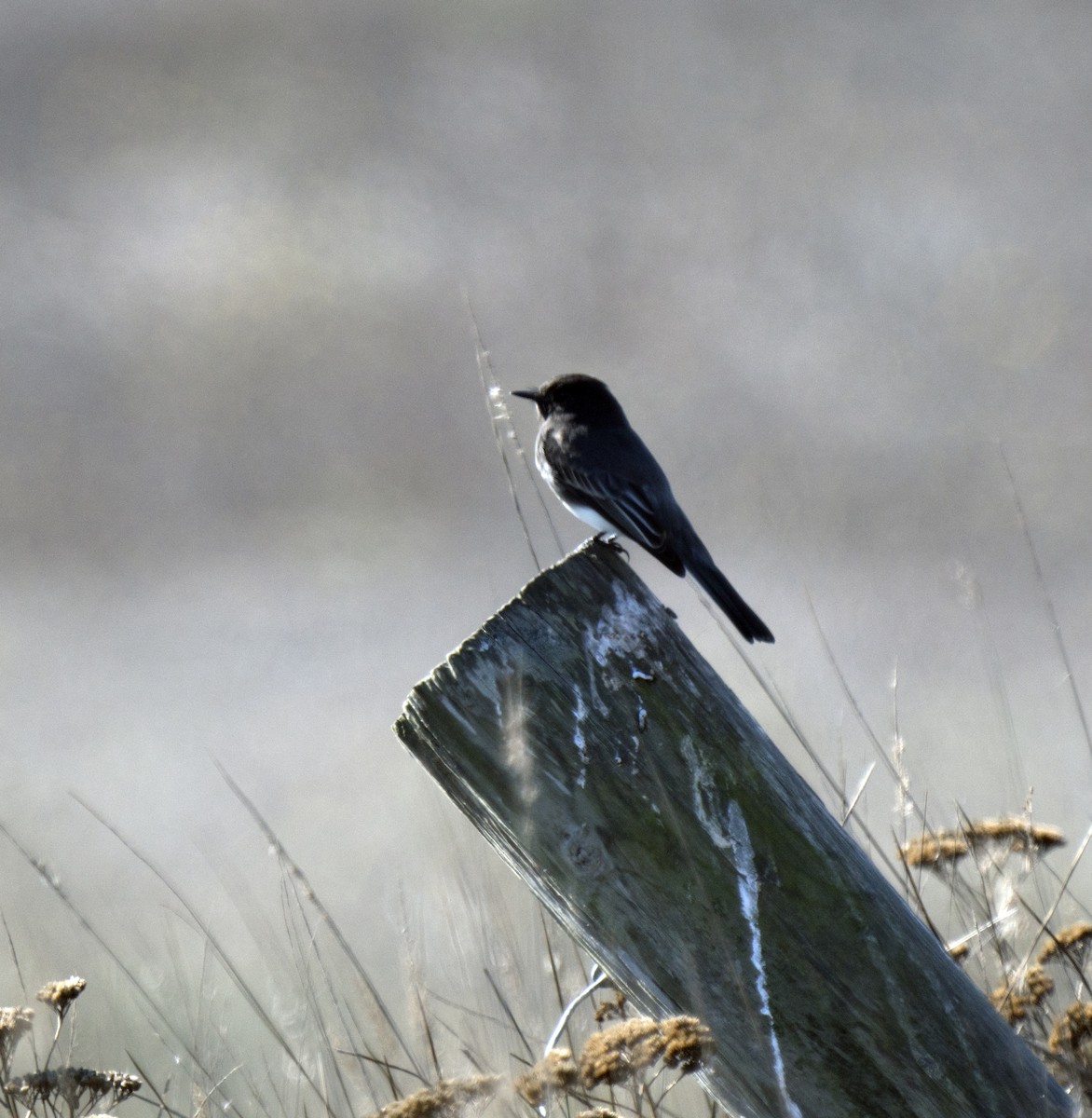 Black Phoebe - ML273253881