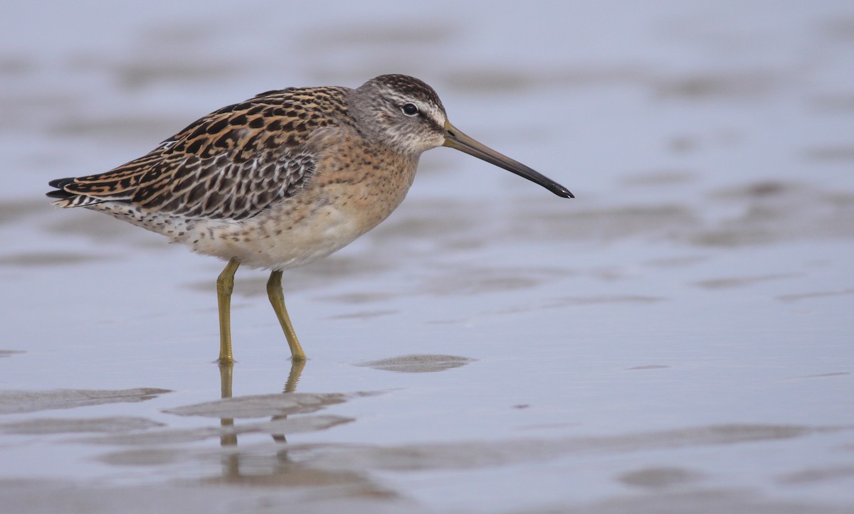 slukovec krátkozobý (ssp. griseus) - ML27325451