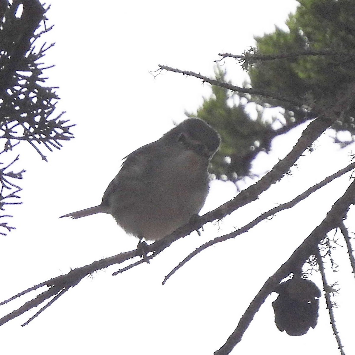 Plumbeous Vireo - ML273254631