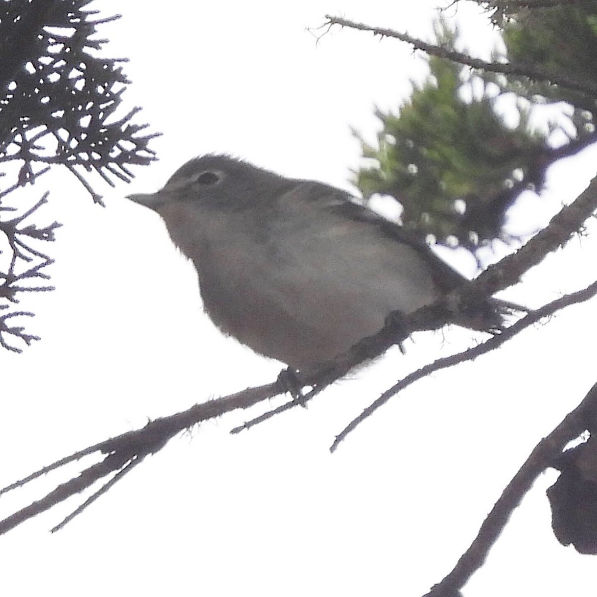 Plumbeous Vireo - ML273254641