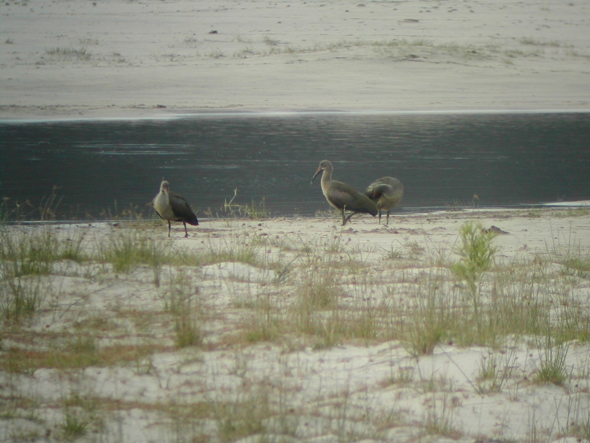 Hadada Ibis - ML273254921